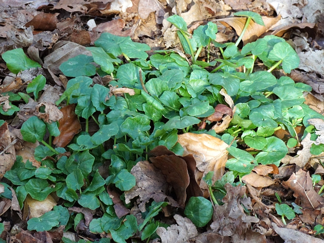 Ficaria verna Huds., 1762 &copy; Hans Jonkman