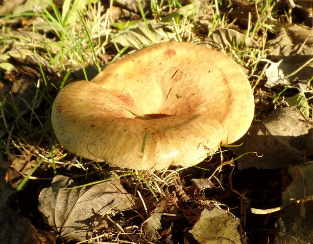 Paxillus involutus (Batsch) Fr., 1838 &copy; Ab Neutel