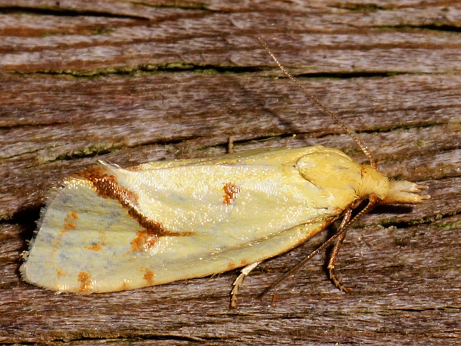 Agapeta hamana (Linnaeus, 1758) &copy; Hans Jonkman