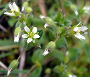 Cerastium semidecandrum W.jpg © Fornax
