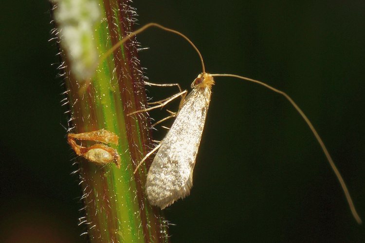 Nematopogon robertella (Clerck, 1759) &copy; Hans Jonkman