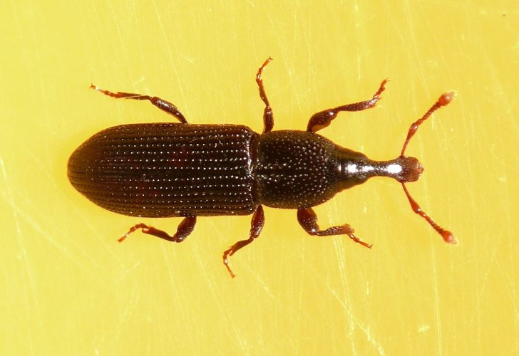 Cossonus linearis (Fabricius, 1775) &copy; Dick Belgers