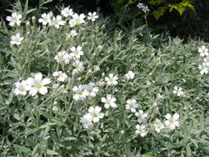 Cerastium tomentosum.jpg © No machine-readable author provided. Heron2 assumed (based on copyright claims).