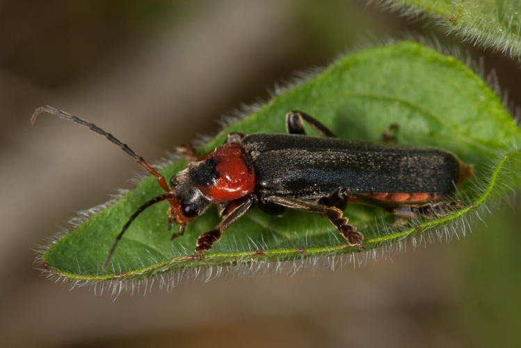 Cantharis fusca Linnaeus, 1758 &copy; Sandra Lamberts