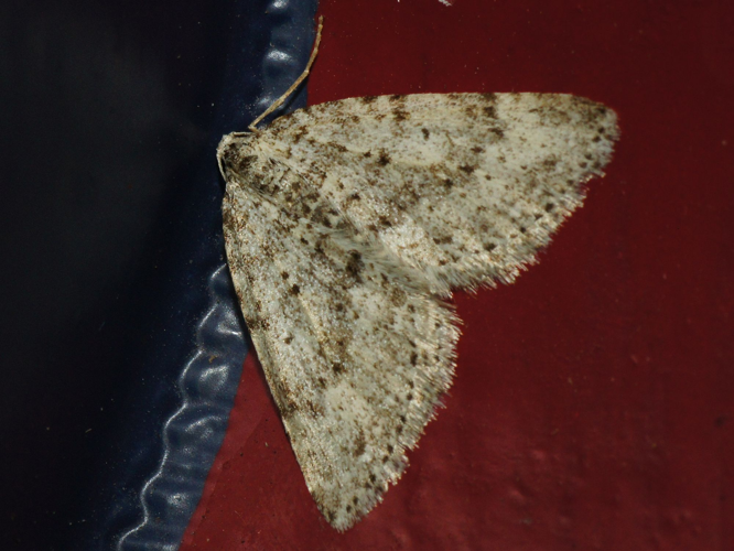 Colostygia multistrigaria (Haworth, 1809) &copy; Hans Jonkman