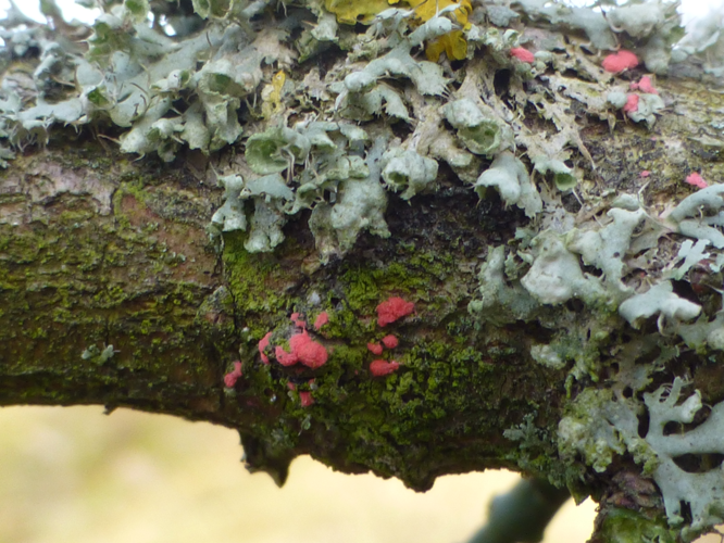 Illosporiopsis christiansenii (B.L.Brady & D.Hawksw.) D.Hawksw., 2001 &copy; Tjerk Nawijn