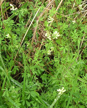 Corydalis claviculata.jpeg © Cwmhiraeth
