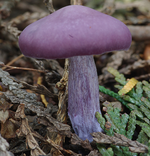 Lepista nuda (Bull.) Cooke, 1871 &copy; Hans Adema