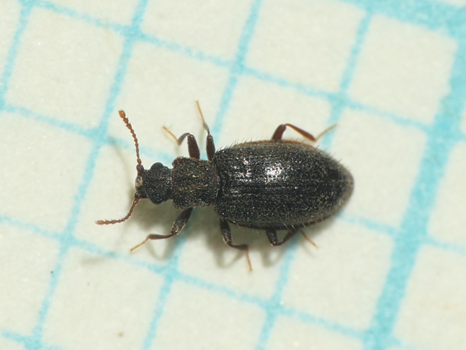 Latridius hirtus Gyllenhal, 1827 &copy; Dick Belgers