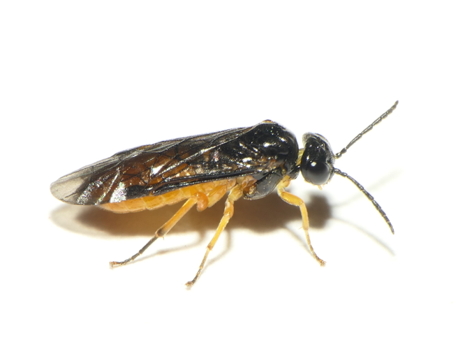 Eutomostethus luteiventris (Klug, 1816) &copy; Dick Belgers