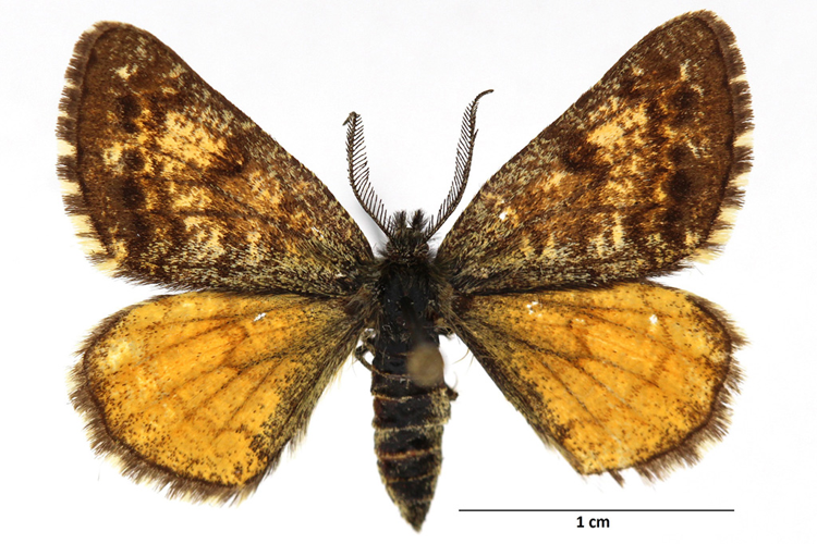 Isturgia famula (Esper, 1787) &copy; De Prins Willy