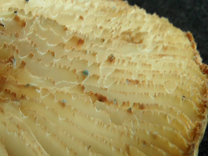 Neolentinus lepideus (Fr.) Redhead & Ginns, 1985 &copy; Ab Neutel