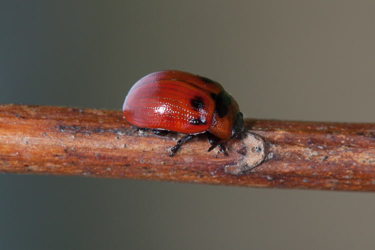 Gonioctena viminalis (Linnaeus, 1758) &copy; Sandra Lamberts