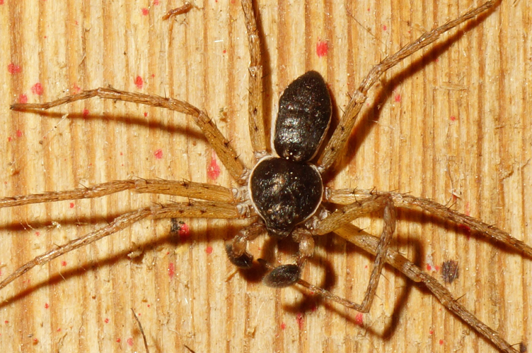 Philodromus dispar Walckenaer, 1826 &copy; Hans Jonkman