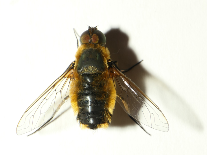 Villa hottentotta (Linnaeus, 1758) &copy; Dick Belgers