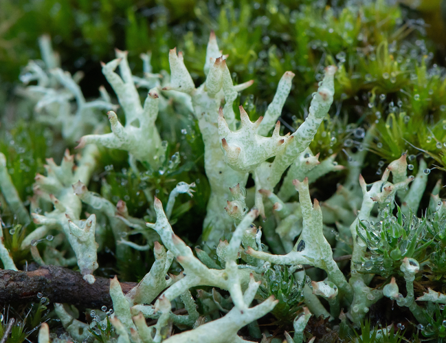 Cladonia uncialis (L.) Weber ex F.H.Wigg., 1780 &copy; Wijnand van Buuren