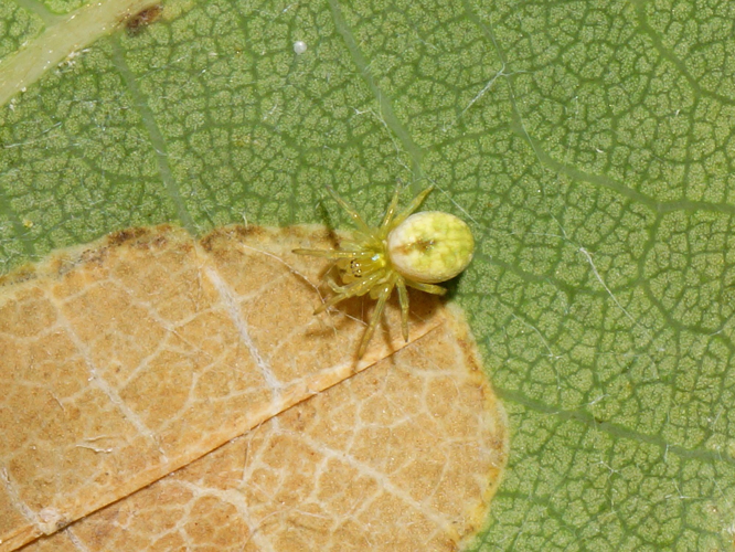 Nigma walckenaeri (Roewer, 1951) &copy; Hans Jonkman