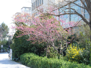 Cercis siliquastrum spring.jpg © Commons