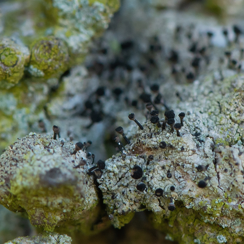 Calicium salicinum Pers., 1794 &copy; Wijnand van Buuren