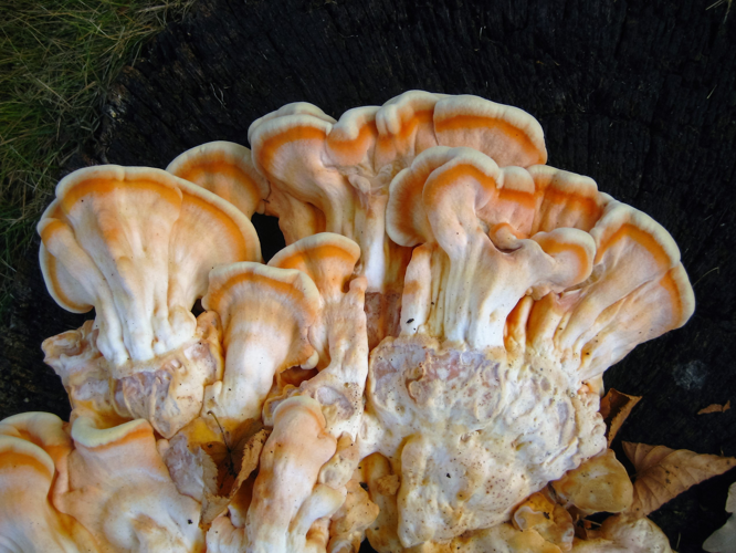 Laetiporus sulphureus (Bull.) Murrill, 1920 &copy; Martien van den Heuvel