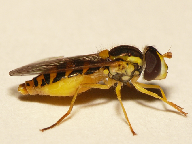 Sphaerophoria interrupta (Fabricius, 1805) &copy; Dick Belgers