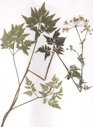 Chaerophyllum aureum Herbar.jpg © Fornax