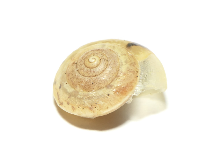 Hygromia cinctella (Draparnaud, 1801) &copy; Dick Belgers