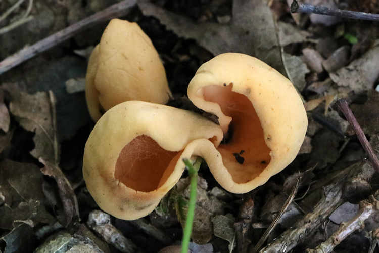 Otidea onotica (Pers.) Fuckel, 1870 &copy; Annemieke Hoozemans