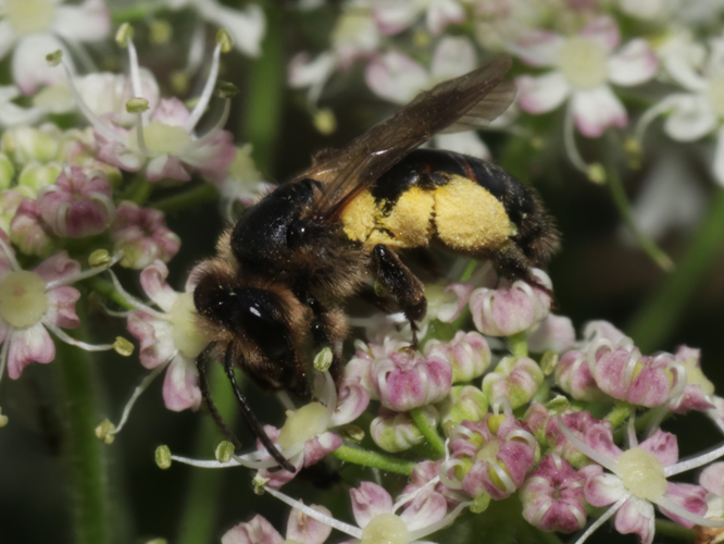Andrena rosae Panzer, 1800 &copy; Petra Fleurbaaij
