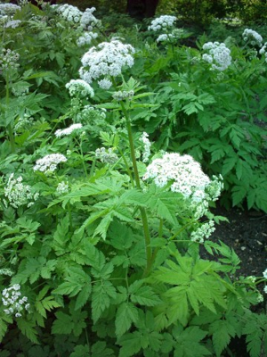 Świerząbek orzęsiony Chaerophyllum hirsutum.jpg © Commons
