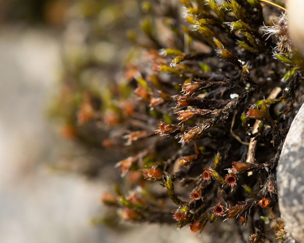 Schistidium crassipilum H.H.Blom, 1996 &copy; Wijnand van Buuren