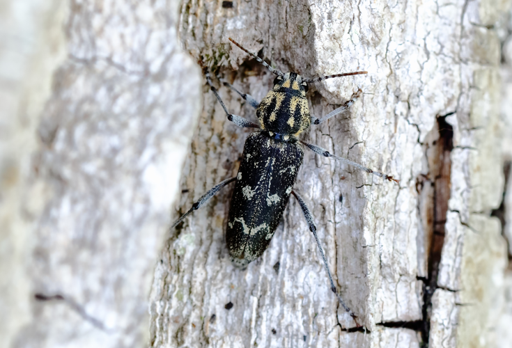 Xylotrechus rusticus (Linnaeus, 1758) &copy; Paul van de Laak