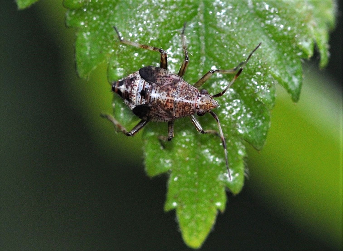 Deraeocoris flavilinea (A. Costa, 1862) &copy; Louis Westgeest