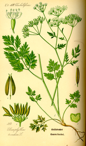 Illustration Chaerophyllum temulentum0.jpg © Commons