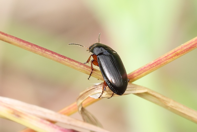 Amara aenea (De Geer, 1774) &copy; Marijke Kanters