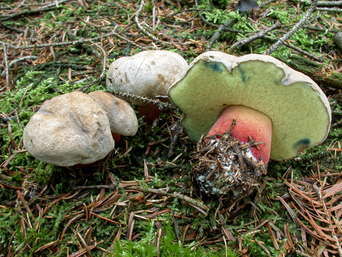 Caloboletus calopus, DMS-521675 &copy; Jens H. Petersen