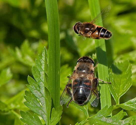Eristalis nemorum (Linnaeus, 1758) &copy; Wijnand van Buuren