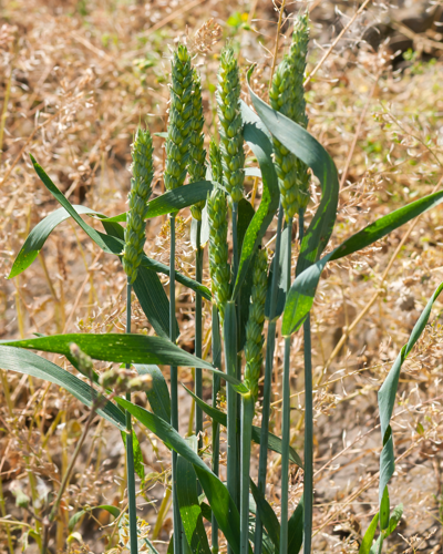 Triticum aestivum L., 1753 &copy; Wijnand van Buuren