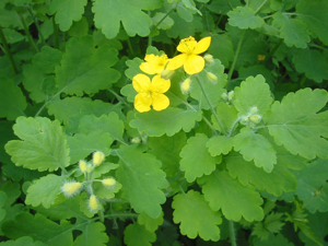 Chelidonium majus bgiu.jpg © Commons