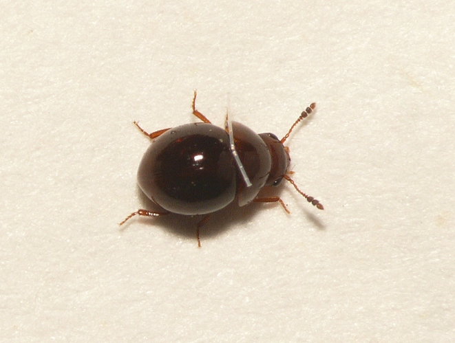 Agathidium varians Beck, 1817 &copy; Dick Belgers