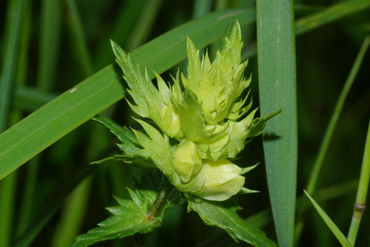 Rhinanthus angustifolius C.C.Gmel., 1806 &copy; Hans Jonkman