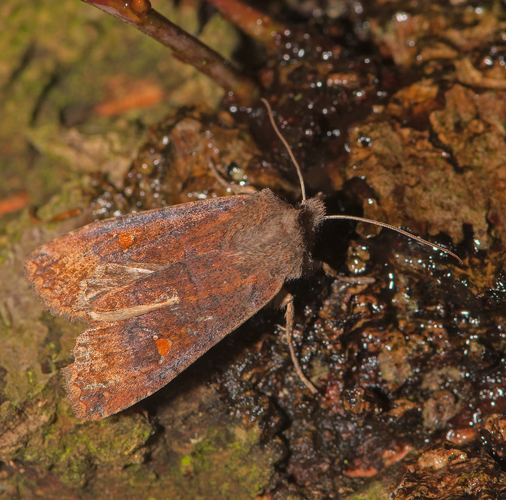 Eupsilia transversa (Hufnagel, 1766) &copy; Wijnand van Buuren