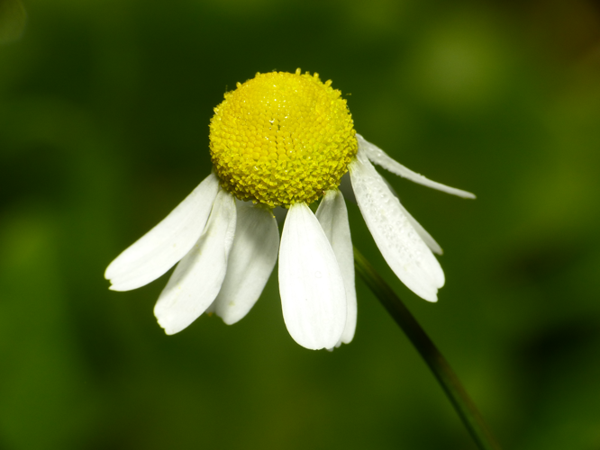 Matricaria chamomilla L., 1753 &copy; Dick Belgers