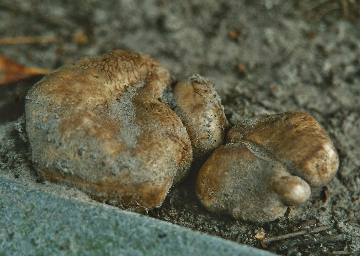 Scleroderma bovista Fr., 1829 &copy; Ab Neutel