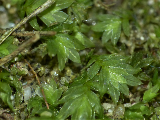 Fissidens bryoides Hedw., 1801 &copy; Koen Verhoogt