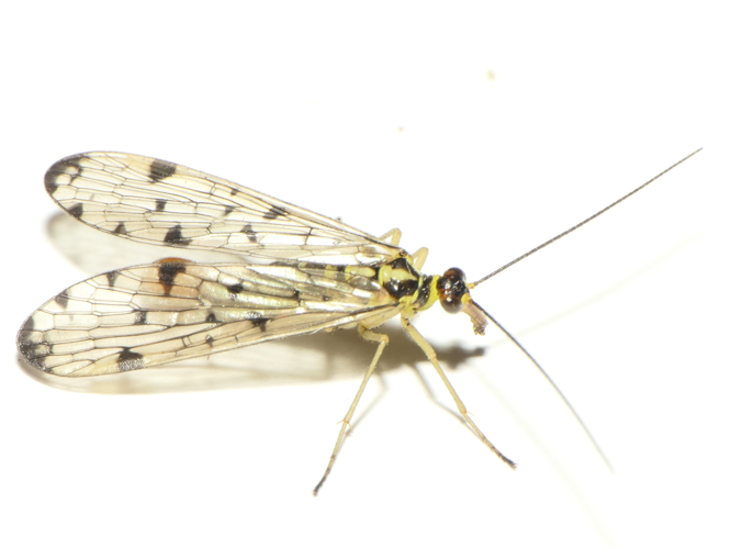 Panorpa germanica Linnaeus, 1758 &copy; Dick Belgers