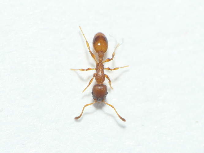 Temnothorax albipennis (Curtis, 1854) &copy; Dick Belgers