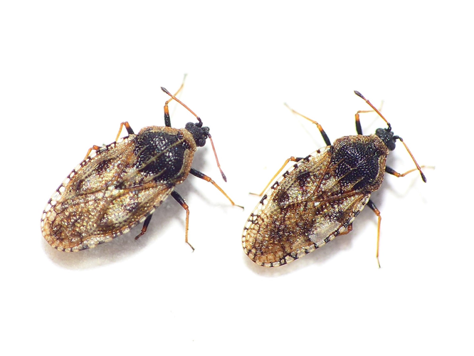 Dictyla echii (Schrank, 1782) &copy; Dick Belgers