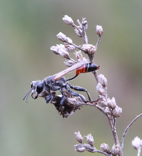 Prionyx kirbii (Vander Linden, 1827) &copy; Bas Waanders