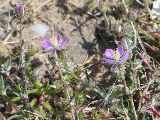 Spergularia rubra (L.) J.Presl & C.Presl, 1819 &copy; Dick Belgers
